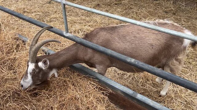 Horned Domestic Goat Walking Inside Straw Covered Farm Enclosure