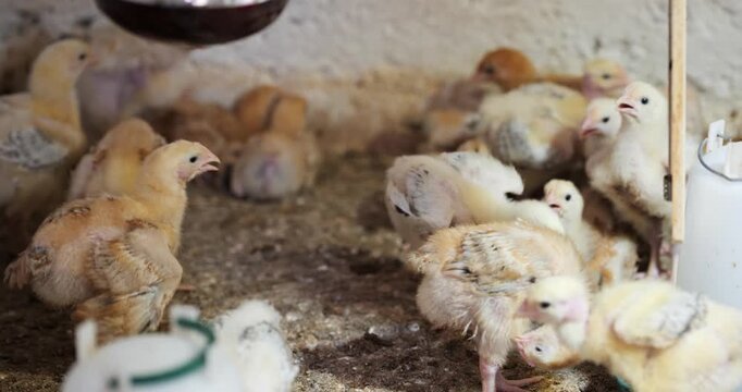 Close up of small baby chick standing together near water drinker inside indoor poultry farm brooder house