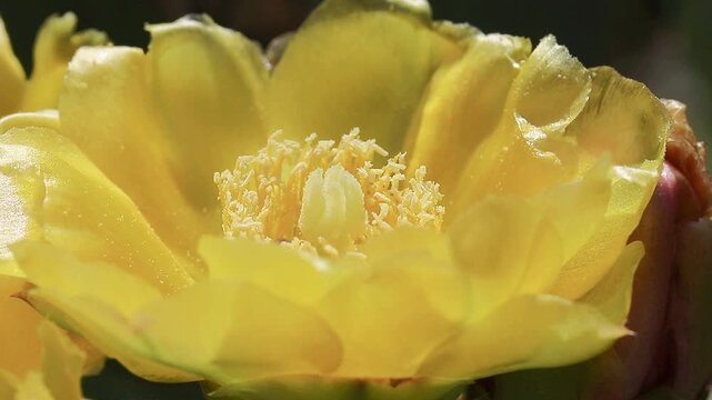 Deux abeilles butinent une fleur de figue de barbarie