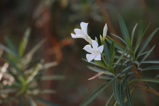 Beautiful white Oleander Nerium flower in garden
