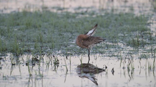 Black tailed godwit male standing in wet meadow cleaning his plumage, oxbog, lower saxony, spring,   (limosa limosa), germany,
