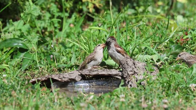  Male adult house sparrow feeding its hungry fledgling chick on a branch, fatherhood and parenting concept