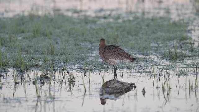 Black tailed godwit male stands in a wet meadow and calls in the mating season, lower saxony, oxbog, spring, (limosa limosa), germany,