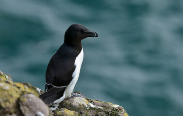 Fototapeta premium Pingouin torda,