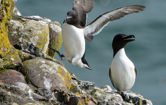 Pingouin torda,