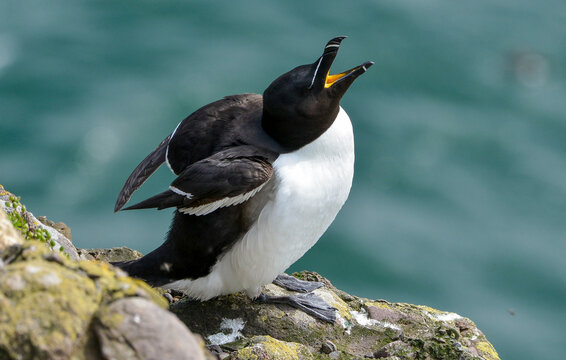 Pingouin torda,