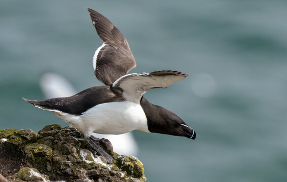 Pingouin torda,