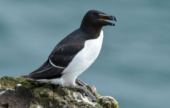 Pingouin torda,