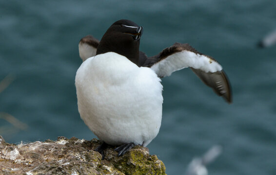 Pingouin torda,