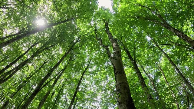 Spinning view from bottom on tress crown, low angle view, camera rotating. Balze di Verghereto, Italy. 