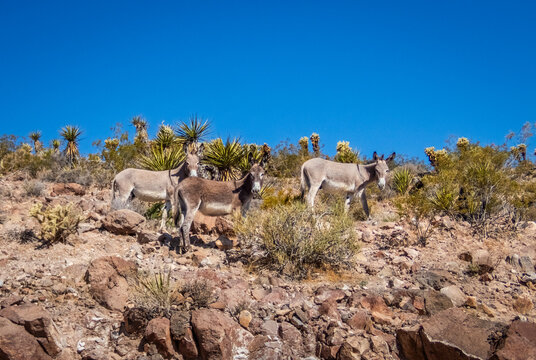 Wild Burros along Highway 10 the Oatman Highway and Historic Route 66 alson knwon as the The  Arizona Sidewinder between Kngman and Oatman Arizona USA