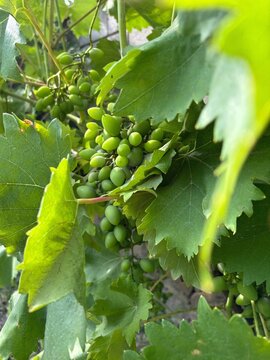 Unripe green grapes hidden among grapevine leaves