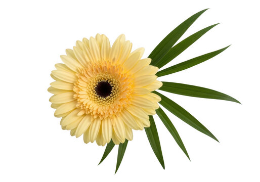 Yellow gerbera flower with green leaves isolated on transparent background