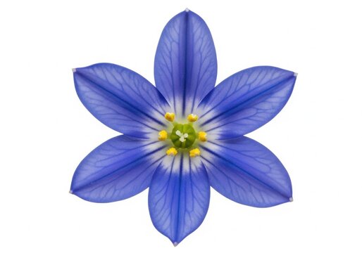 Single vibrant blue scilla flower macro isolated on white background showing detailed petals and stamen