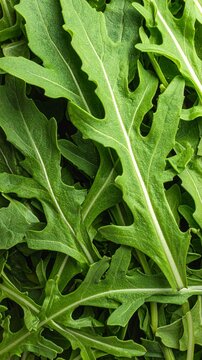 Fresh Green Arugula Rocket Salad Leaves Texture Background