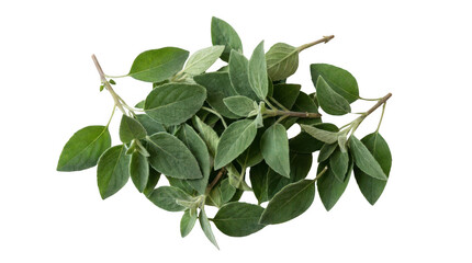 Fototapeta premium Fresh green leaves on a woody branch with small stems isolated for nature and botanical design projects