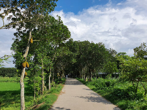 Rural paved village road surrounded by green jackfruit trees and lush paddy fields under cloudy sky. Peaceful Bangladeshi countryside pathway, nature, and environment.