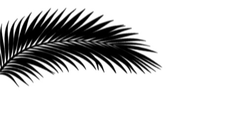 Black palm leaf silhouette on white background. Tropical plant shadow for summer design. © designershammi99