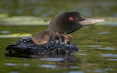 Common loon on a lake at sunrise  © Harry Collins