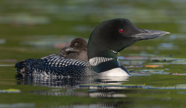 Common loon on a lake at sunrise 