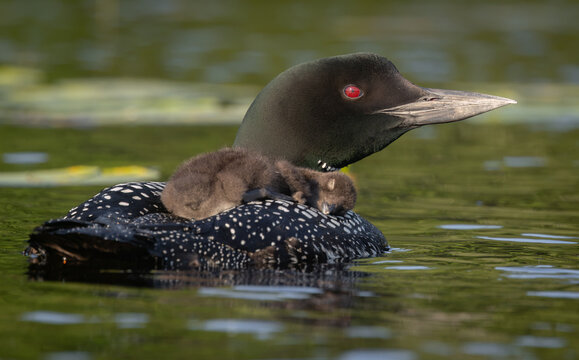 Common loon on a lake at sunrise 