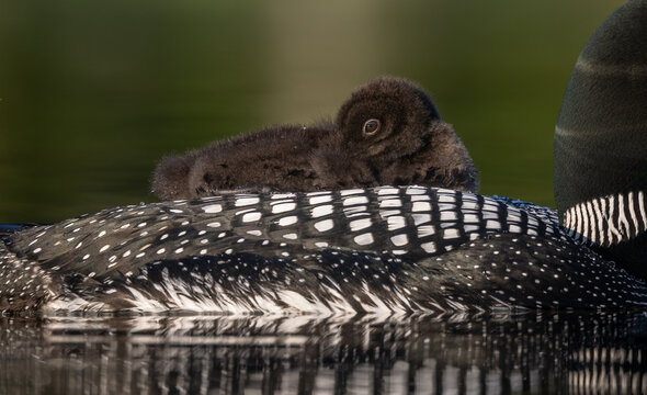Common loon on a lake at sunrise 