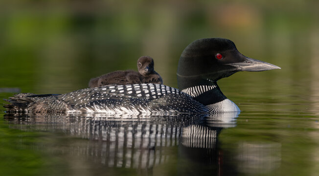 Common loon on a lake at sunrise 