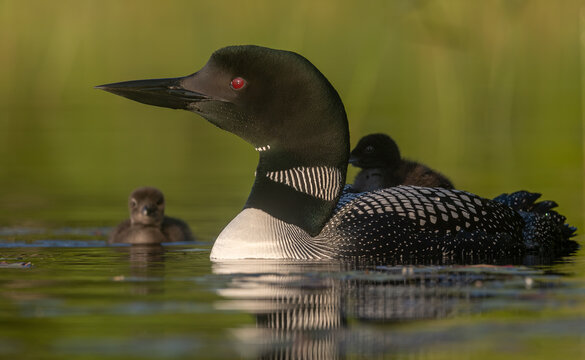 Common loon on a lake at sunrise 