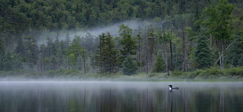 Common loon on a lake at sunrise 