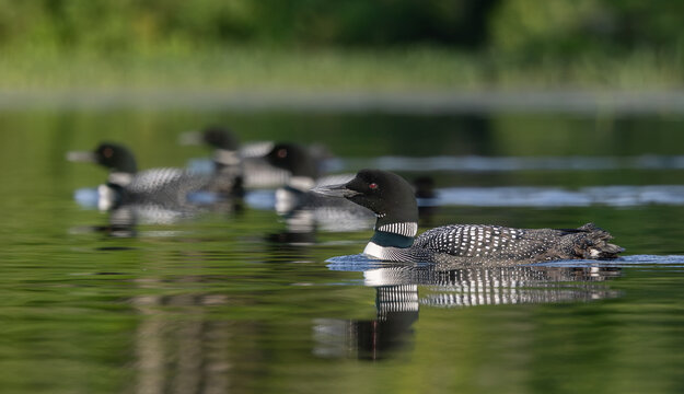 Common loon on a lake at sunrise 