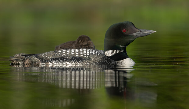 Common loon on a lake at sunrise 