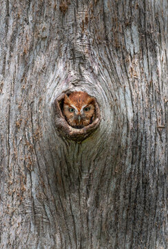 Eastern screech owl in a tree