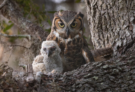 Great Horned Owl in Florida 