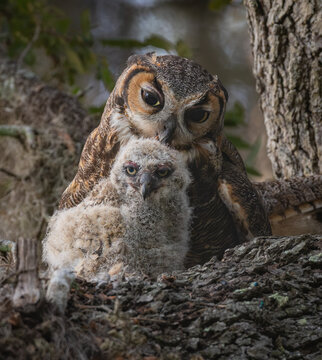 Great Horned Owl in Florida 