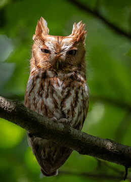 Eastern screech owl in a tree