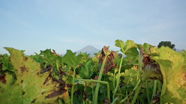 Damaged pumpkin crop suffering from pest infestation