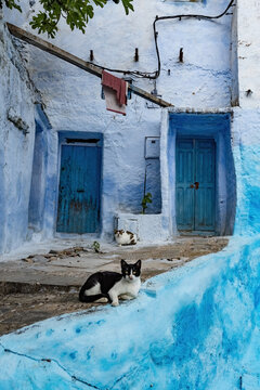 Cute black and white cat resting on the stairs of the traditional moroccan house in Chefchaouen blue town in Morocco