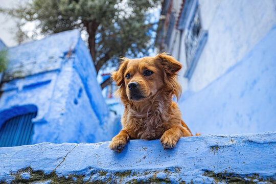 Cute brown dog looking over a blue wall on a picturesque narrow street in Chefchaouen, the famous Blue City of Morocco
