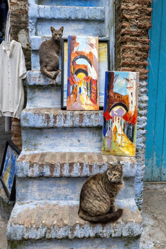 Two cute tabby cats sitting on the stairs of the house with couple of paintings displayed for sale in Chefchaouen town Morocco