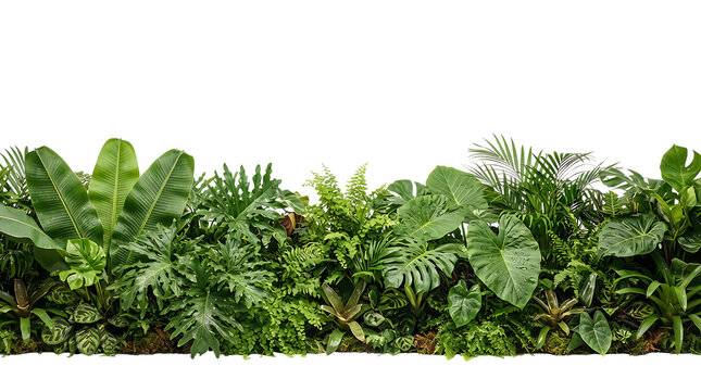 Dense green hedge border with thick leaves and vibrant garden foliage plants growing in a long horizontal line perfect for natural landscaping design and organic outdoor eco friendly decor