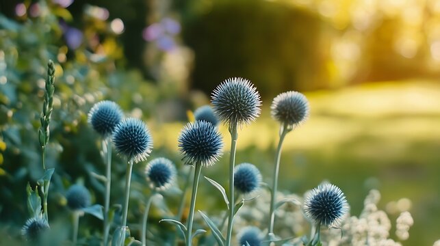 Close up of Echinops sphaerocephalus plants in a natural sunny garden