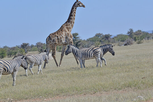 Giraffe