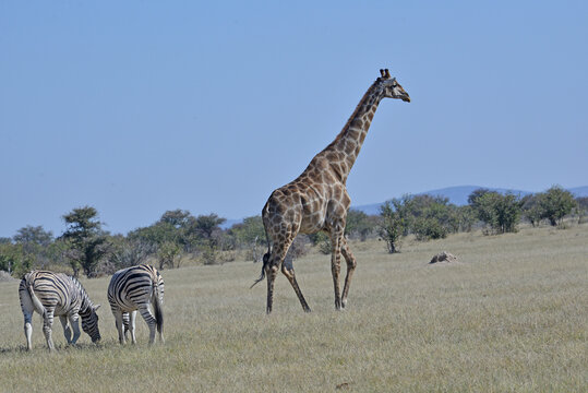 Giraffe