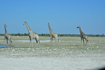 Giraffes © camerawithlegs