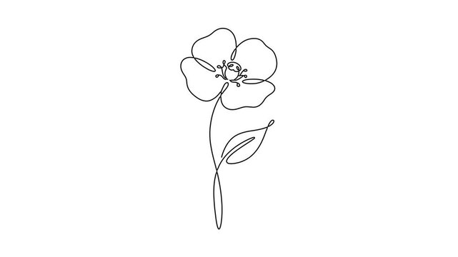 Continuous line drawing of a blooming flower minimalist animation on white background