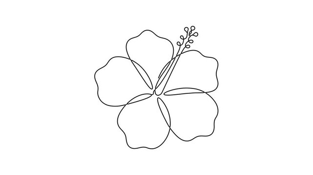 Continuous single line drawing of hibiscus flower tropical bloom animation motion graphic