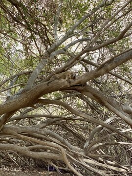 Rock hyrax resting among tangled tree branches in Ein Gedi Nature Reserve, Israel. Wild mammal blending into its natural habitat in the Judean Desert oasis