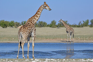 Giraffes © camerawithlegs