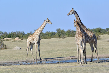 Giraffes © camerawithlegs