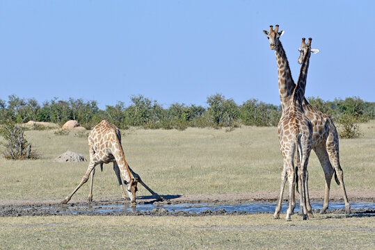 Giraffes